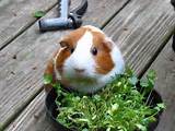 Can Guinea Pigs Eat Carrots Images