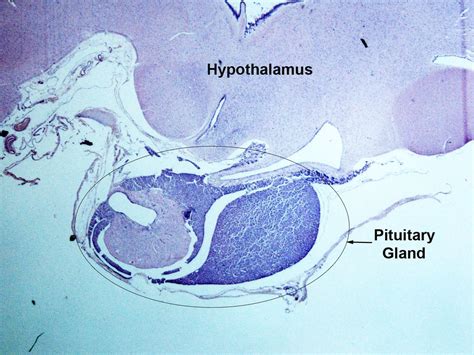 Hypothalamus And Pituitary Gland Histology