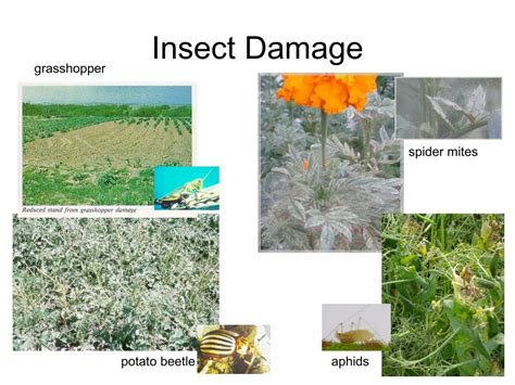 Ppt Insect Damage Powerpoint Presentation Free Download Id3639158