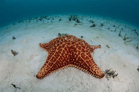 Starfish Wild Animals News And Facts By World Animal Foundation