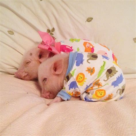 Meet Priscilla The Cutest Pig In The World Pulptastic