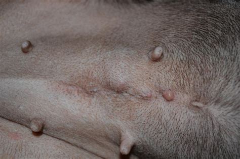 Check spelling or type a new query. How to get rid of bump above nose piercing zit, lump under ...