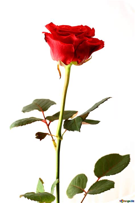 Long Stemmed Roses Free Image № 17064