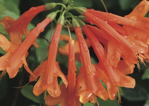 Tecoma Capensis — Plant Wholesale Floraccess