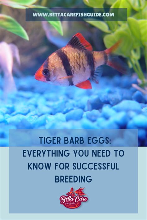 Tiger Barb Eggs Everything You Need To Know For Successful Breeding