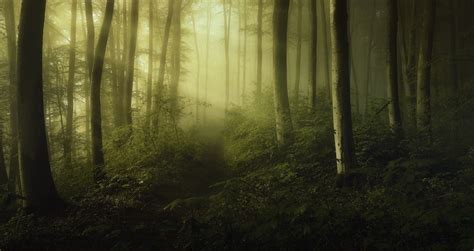 Mist Forest Shrubs Sun Rays Path Green Trees Nature Landscape