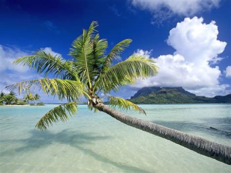 Fonds Decran Tropique Bora Bora Polynésie Française Nature Télécharger