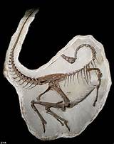 Discovery Of First Dinosaur Fossil