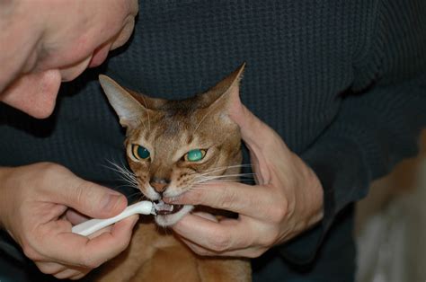It's also something that's common amongst cats w/ kidney disease. 5 Common Cat Diseases To Look Out For - squeakscatique