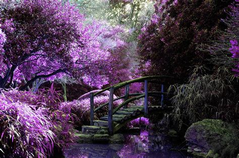 Purple Japanese Garden Photograph By Cross Version Pixels