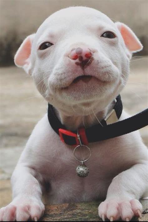 Pitbull Singer Pozie Cute Baby Pitbulls Puppies Adorable Animals For