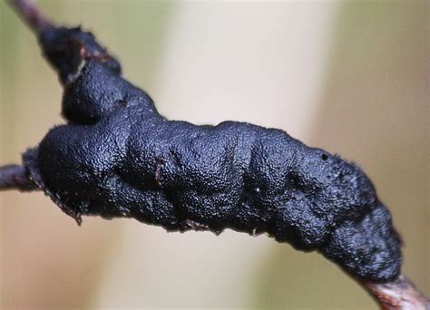Black Knot Fungi Of Severson Dells · Inaturalist