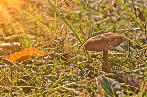 Paddenstoel Schimmel Herfst Bos Gratis Foto Op Pixabay Pixabay