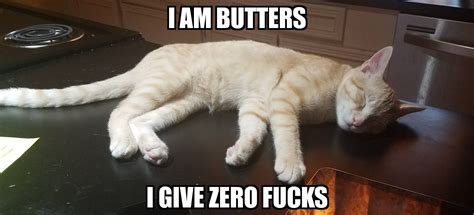 Everyone Meet Butters Animals Cats Butter
