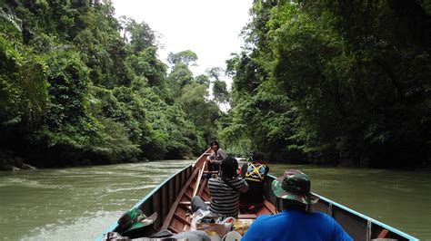 Heart Of Borneo Jungle Trek Tour Rain Forest Kalimantan Forest Hike