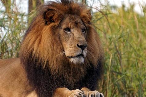 12 Curiosidades Sobre Os Leões Fatos Que Você Não Sabia