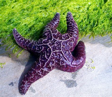 Wildlife Vibrant Purple Starfish Sunset Beach Or Thriftyfun