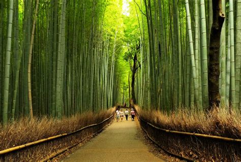 Arashiyama Bamboo Groves Kyoto Japan ~ Travell And Culture