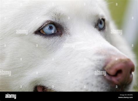 Close Up Shot Of Husky Dogs Blue Eyes Beautiful White Siberian Husky