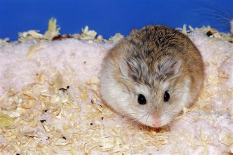 Roborovski Dwarf Hamster Pros And Cons Everything You Need To Know Hamster Spruce