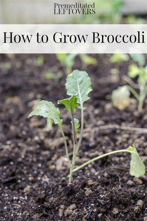 How To Grow Broccoli Including How To Grow Broccoli From