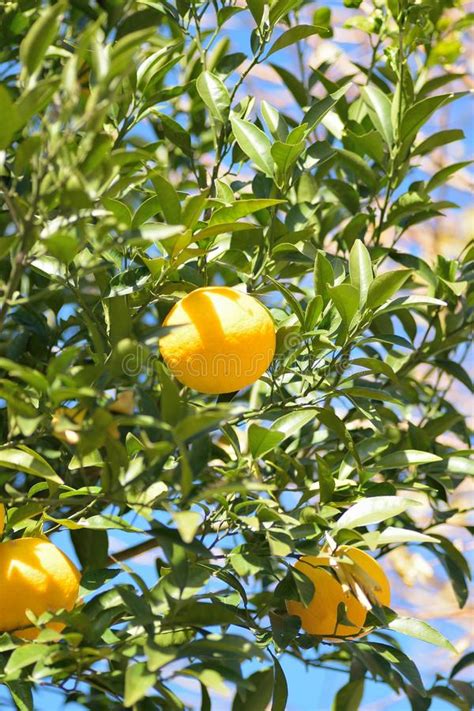 Ripe Oranges In Tree Ready To Be Harvested Stock Image Image Of