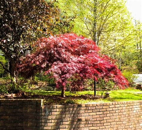 With bright red foliage all year long and an upright growth habit, the emperor 1 japanese maple tree is great in small gardens or as a focal piece where it can be seen. Red Dragon Japanese Maple | The Tree Center™