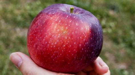 Apple Fruit Wikipedia In English Pic Voice