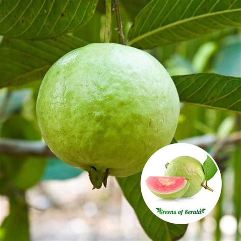 Buy Guava Perakka Madhuri Fruit Plant Greens Of Kerala