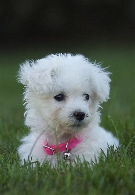 6 Hypoallergenic Dog Breeds That Are Great With Kids Pethelpful