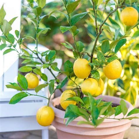 It's no wonder why the eureka lemon tree is the most popular selection amongst homeowners who grow their own citrus fruit. Gurney's 2 in. Pot Meyer Lemon Citrus Live Potted Tropical ...