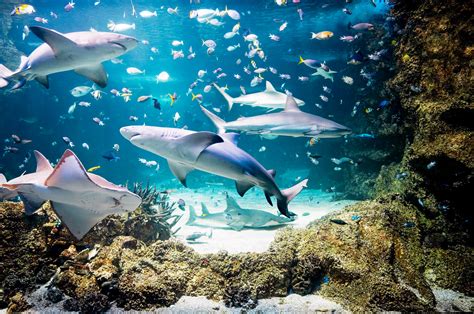 澳洲雪梨 雪梨水族館 Sea Life Sydney Aquarium 門票 Kkday