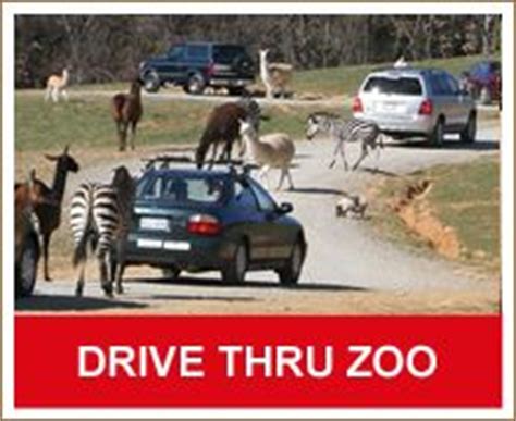 The baby room will be closed until friday january 29, 2021. 1000+ images about Virginia Safari Park-Drive Thru ...