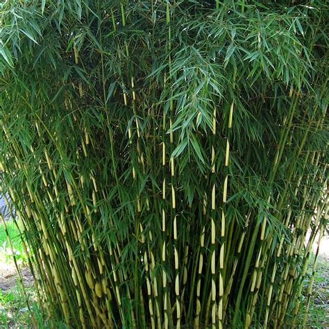 Fargesia Robusta Pingwu Umbrella Bamboo Fast Growing Bamboo Plant