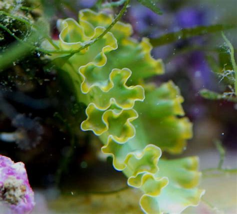 Nudibranch Green Frilly Lettuce Sea Slug The Fish Room