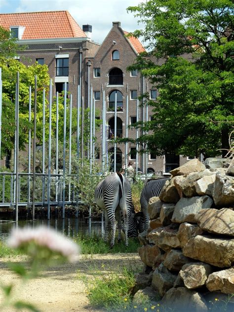 Une Journée à Artis Le Zoo Damsterdam Leszed