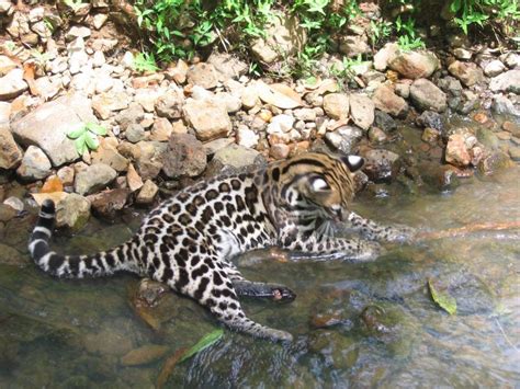 The jaguar, the ocelot, and the jaguarundi. Ocelots in South Texas | Small wild cats, Endangered fish ...