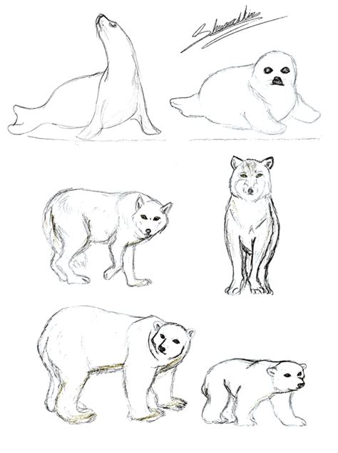 Tundra Animals Drawings At Explore Collection Of