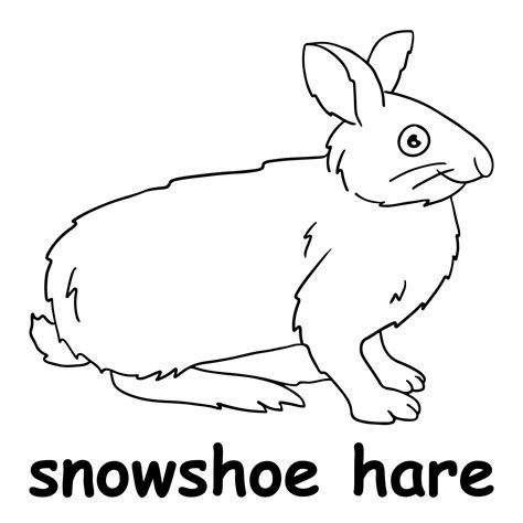 Kids Line Illustration Coloring Snowshoe Hare Animal Outline 15238225