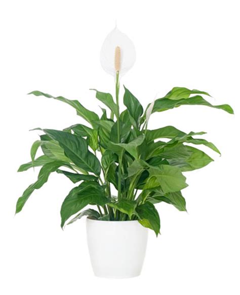 Indoor Pot Plants House Plants Natural Ts For Home Nz Give