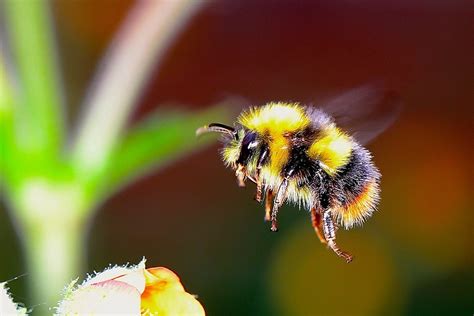 Carpenter Bee Vs Bumblebee Do You Know The Differences
