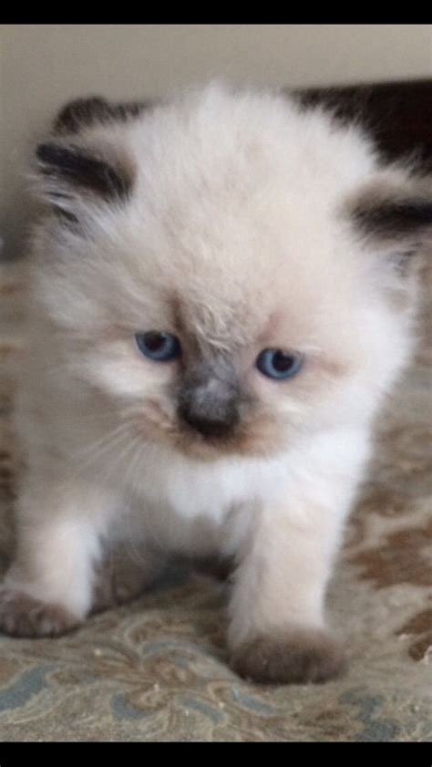 Persian And Himalayan Kittens For Sale In New Jersey 201398 6766