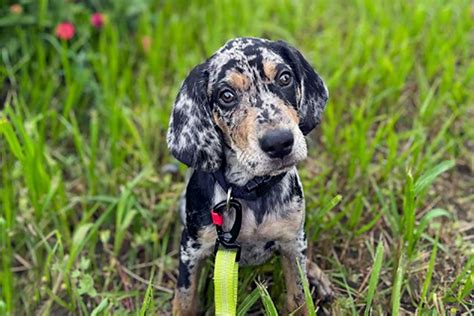 American Leopard Hound Leopard Cur Dog Breed Information And