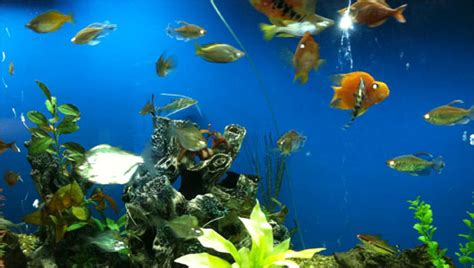 225 Gallon Fish Tank At Upstate Golisano Childrens Hospital Upstate