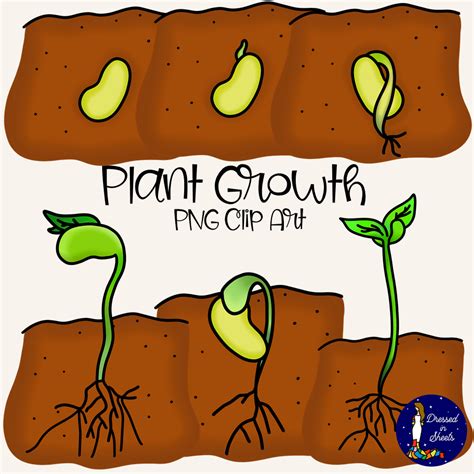 Plant Growth Clip Art Made By Teachers Plant Growth Clip Art Growth