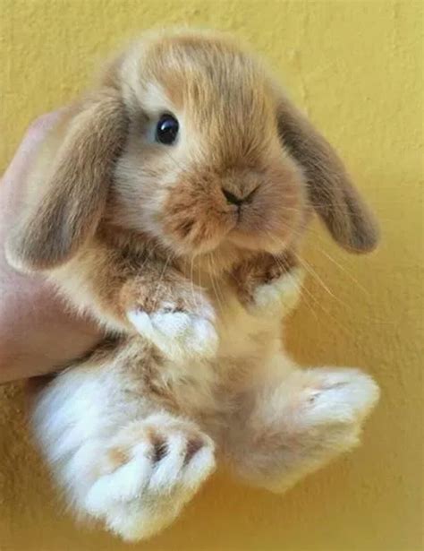 Pin By On Pet Cute Bunny Pictures Cute Baby Bunnies