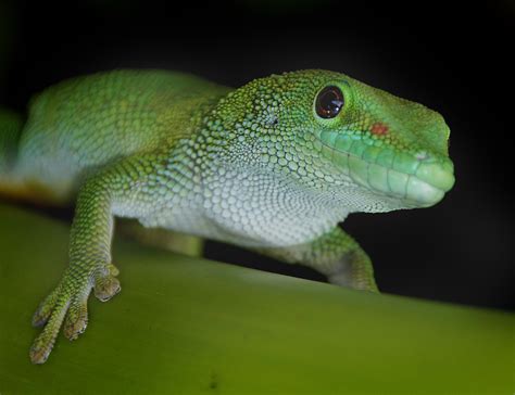 Free Images Nature Iguana Fauna Green Lizard Gecko Vertebrate