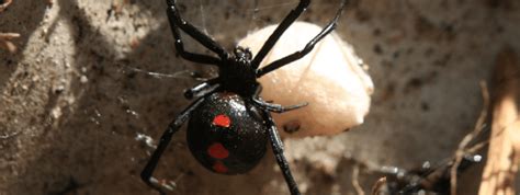 How To Get Rid Of Black Widow Spiders Insectek Pest Solutions