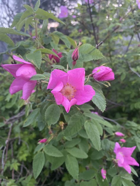 Alaskan Wild Roses Are Popular For Their Delightful Aromas Wild
