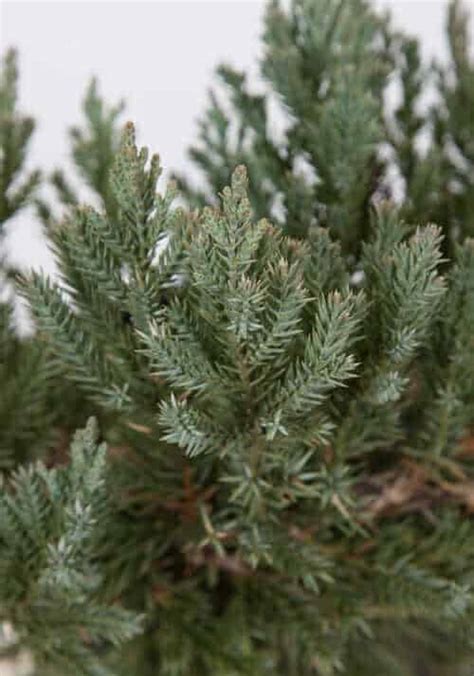 Parsoni Juniper Juniperus Squamata Expansa Parsonii Buy Online